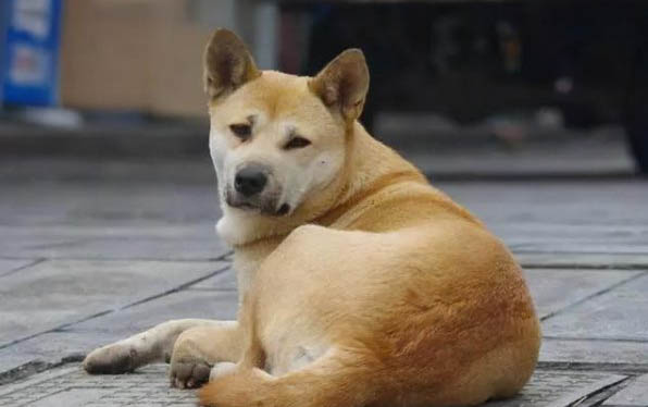 狗狗感冒了吐了還愛叫，可能是這些原因