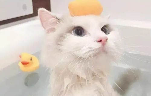 小貓有淚痕怎么回事