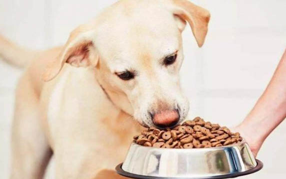 狗可以吃煮熟的肥肉嗎?