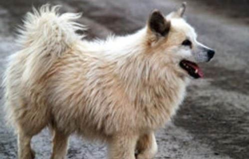 牧羊犬東德和西德有哪些區別