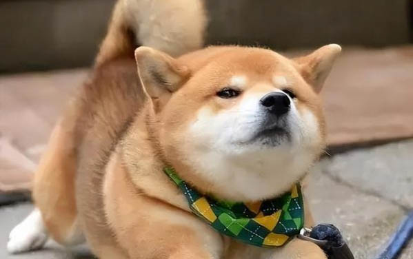 狗狗分離焦慮癥的表現有哪些?
