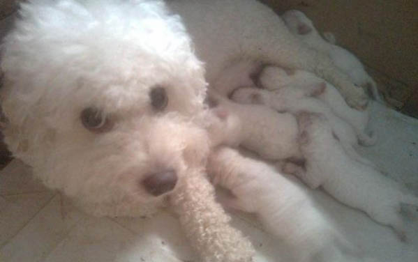 比熊犬斷尾有什么好處