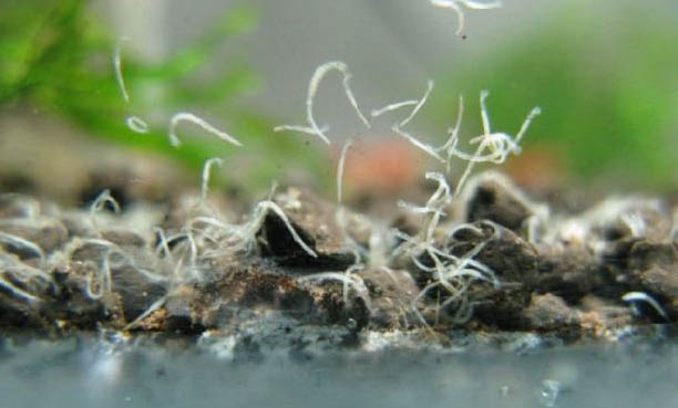 淡水觀賞魚的種類圖片大全