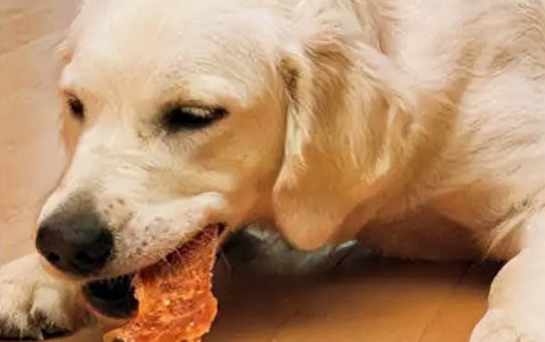 小狗后腿無力站不起來