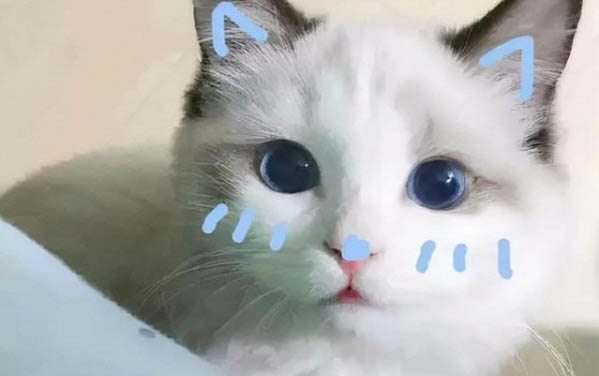 小貓睜眼需要多少天