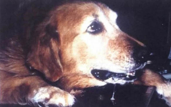 犬的品種有哪些？