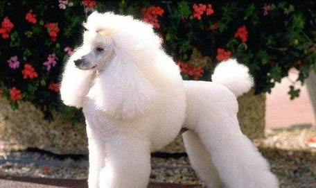 一般貴賓犬要多少錢一只