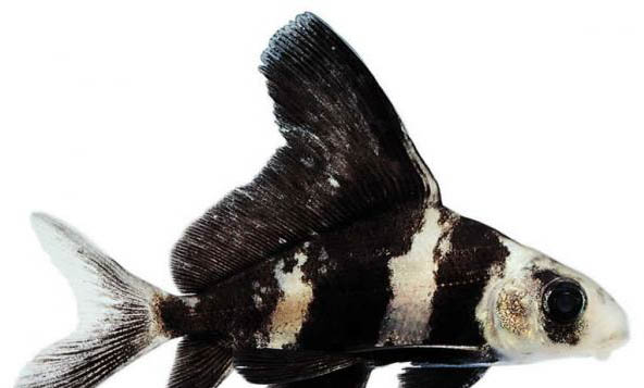 觀賞魚結核病的治療方法