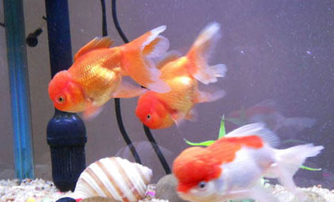 小金魚(yú)多久喂一次好