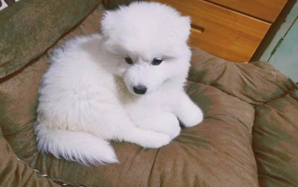 狗狗自己在家一直叫怎么辦