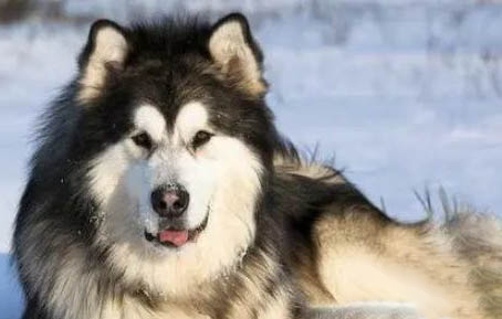 阿拉斯加雪橇犬長期拉肚子