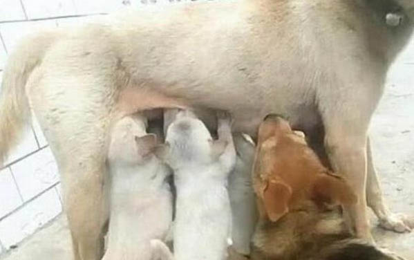 母狗發情期是什么時候?