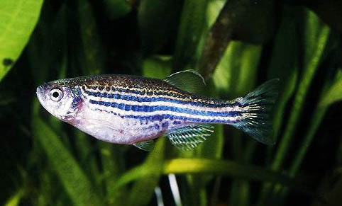 斑馬魚(yú)可以和孔雀魚(yú)一起養(yǎng)嗎?