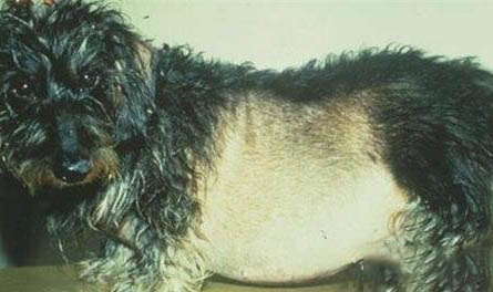 冠毛犬多少錢