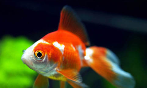 觀賞魚可以放生嗎