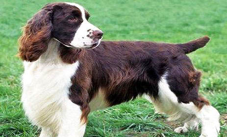 布雷獵犬來月經(jīng)怎么處理方法