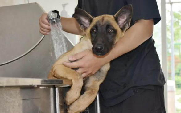 警犬有哪些品種?