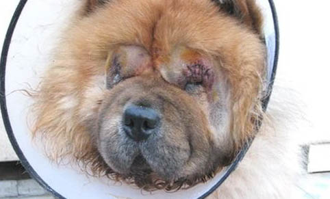 松獅犬臨終前征兆