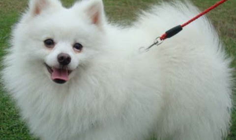 博美犬哪里有賣