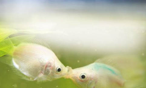 魚對水有哪些要求