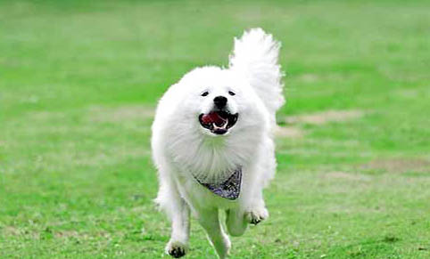 薩摩耶犬飼養方法和注意事項