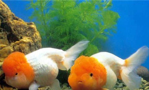 小金魚需要一直打氧嗎