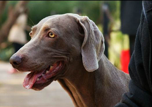 薩路基獵犬壽命大概有多長