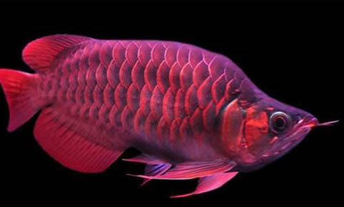 夜釣鯉魚釣多深合適
