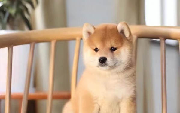 柴犬哪里有賣的