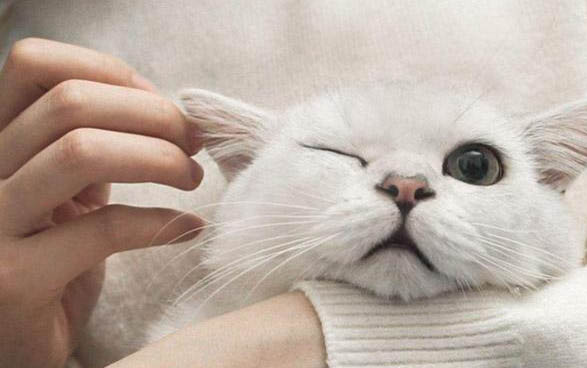 貓胰腺炎的治療周期要多久