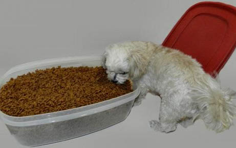 泰迪犬不可以吃什么
