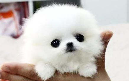 茶杯犬為什么不可以養