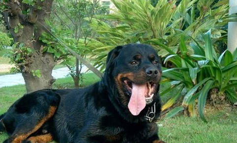 拳師犬和羅威納哪個好