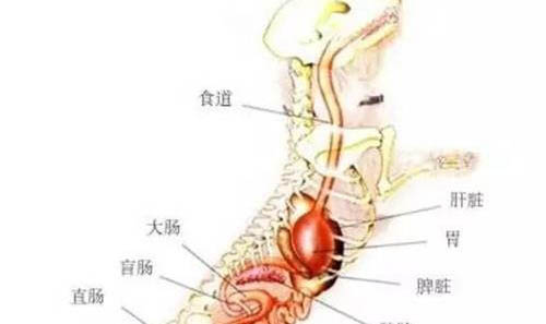 犬瘟持續多久才會出現發燒