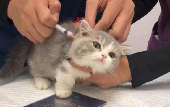 貓咪拉屎特別臭