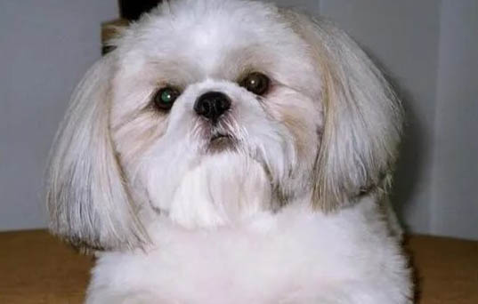西施犬壽命有多長 西施犬能活多久