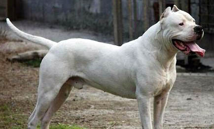 杜高犬骨折癥狀有哪些