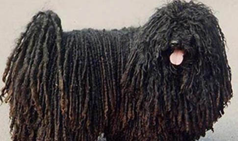 可蒙犬半夜突然叫的原因及處理方法