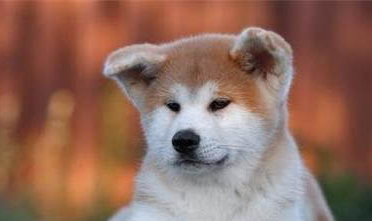 純種秋田犬柴犬和純種秋田犬有什么區別