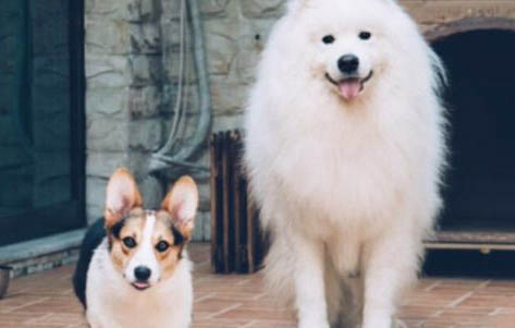 犬淺表膿皮癥能用紅霉素軟膏