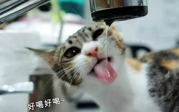 貓咪眼周眼屎結(jié)塊了怎么處理