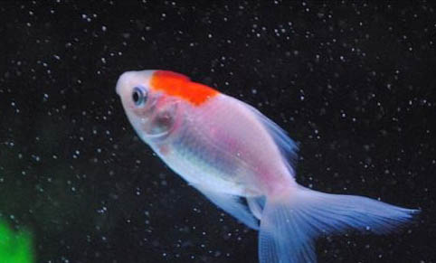 地圖魚可以喂雞肉嗎