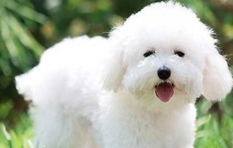 比熊犬和泰迪哪個好?