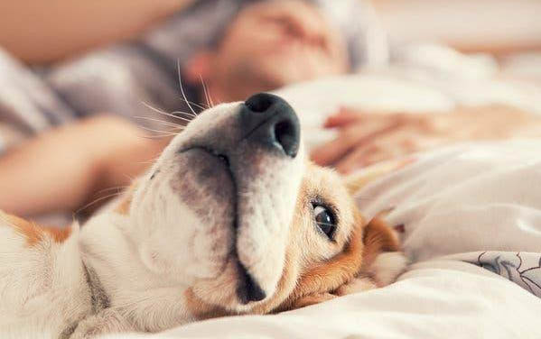 狗狗吃什么土可以驅蟲