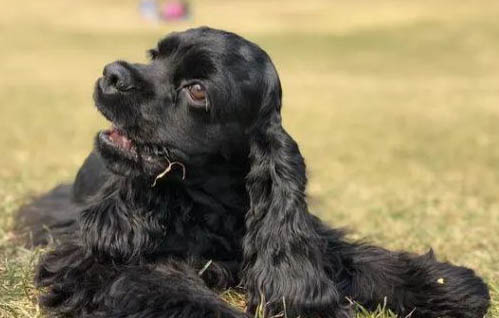 可卡犬和金毛的區(qū)別