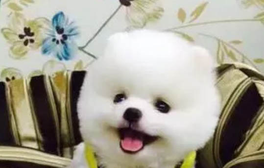 為什么狗狗的毛發白