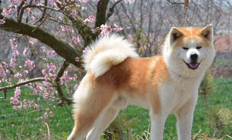 柴犬和秋田犬哪個好養
