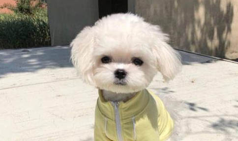 狗狗感冒嘔吐怎么辦呢