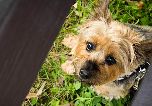 澳大利亞牧牛犬喜歡什么