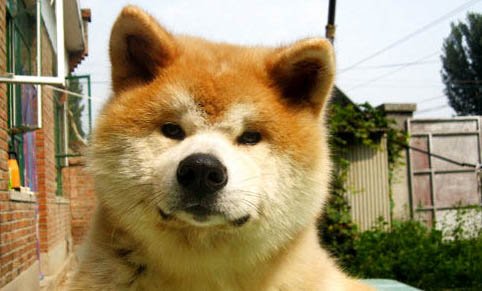 不能養秋田犬的理由是什么